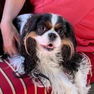 Meet your Posher, Katie